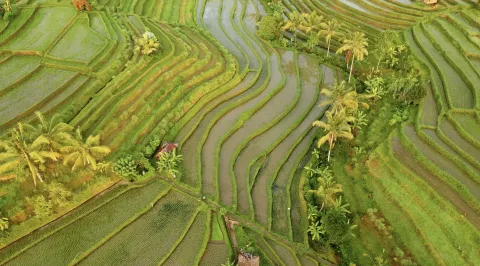Breeding resilient rice across Asia
