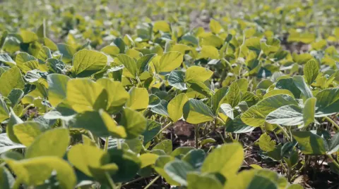 Biostimulants and AI