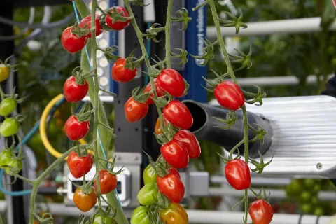 tomatovision-robotics