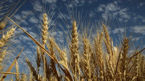 Syngenta Nampa Visit July 2022- Wheat