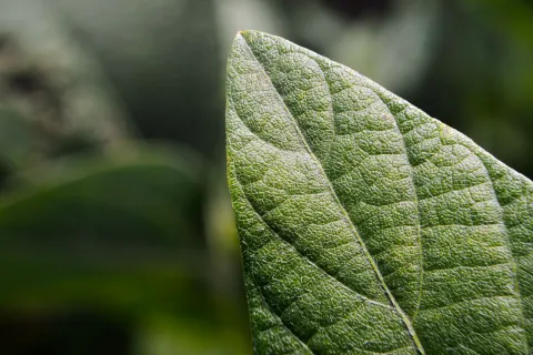 Extreme close-up of a green soybean leaf