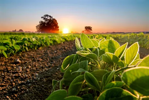 Close-up of crops growing on field against sky