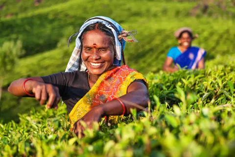 Tamil woman plucking tea leaves on plantation