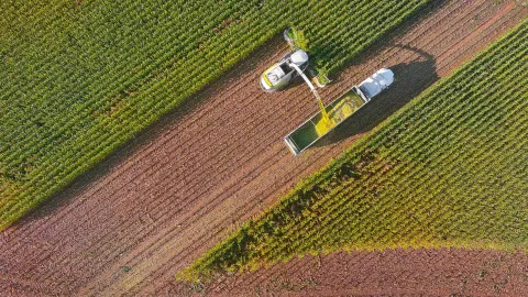 Combine harvester harvesting corn