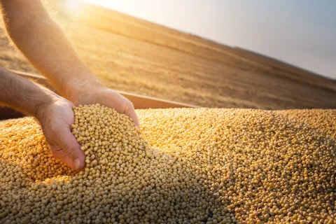 Farmer holing wheat grains