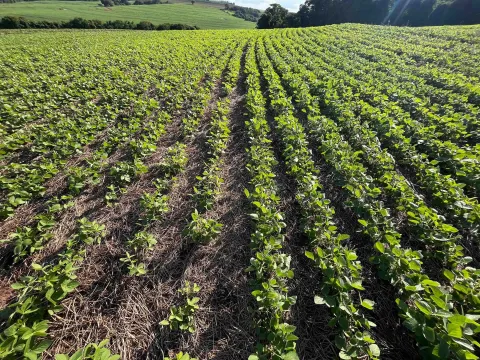 VICTRATO Soy field
