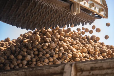 BlackGold Potato Farm