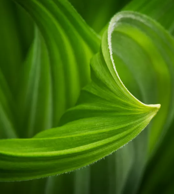 corn lilly leaf.