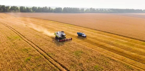 Combine harvester on a wheat field