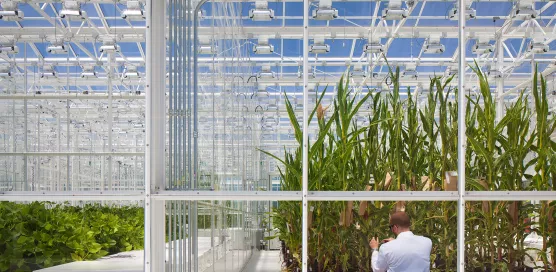 greenhouse syngenta