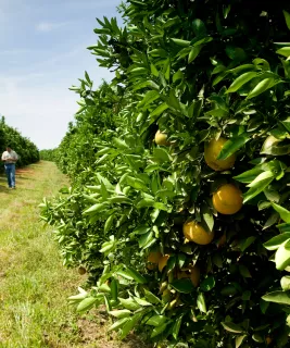 Syngenta crop protection