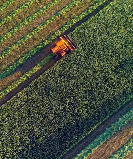 harvesting