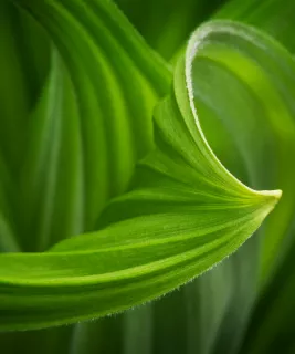 corn lilly leaf.