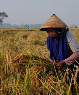 Woman picking rice plants in rice paddy field 
