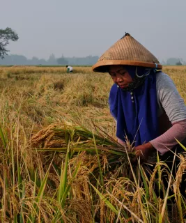 Woman picking rice plants in rice paddy field