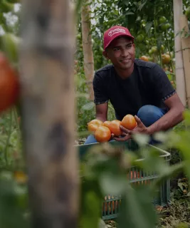 Worker picking tomatoes and smiling