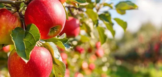 Apple-biologicals