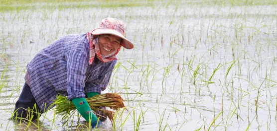 Syngenta and Kyoyu Agri partner on innovative rice herbicide