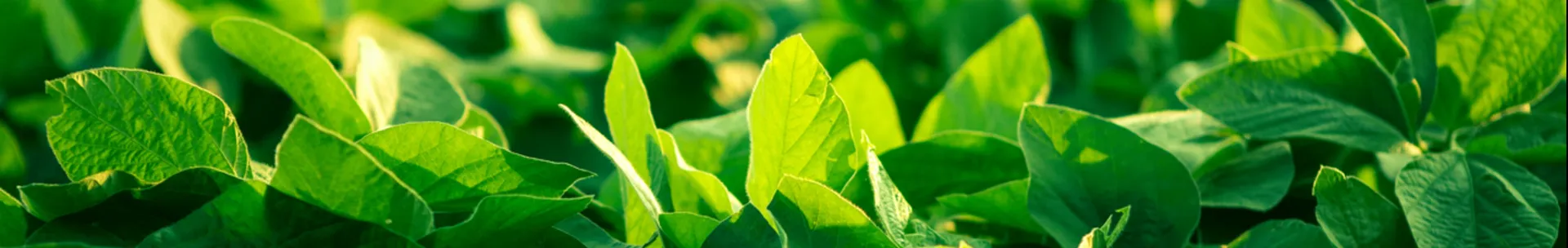 soybean