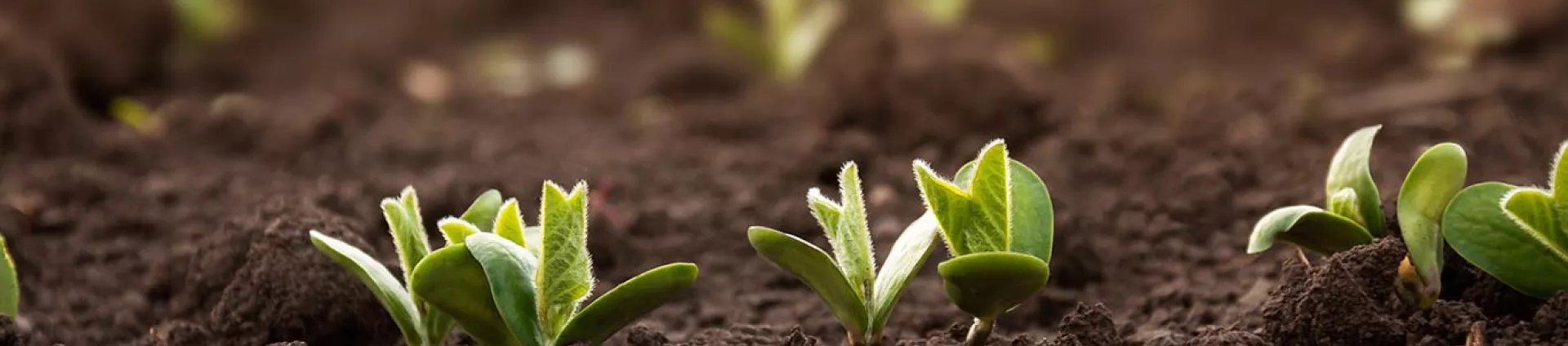 seedling