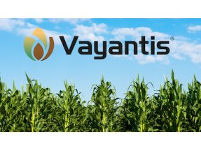 Syngenta Crop Protection announces U.S. registration of VAYANTIS®, a new fungicide seed treatment