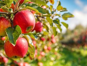 Apple-biologicals