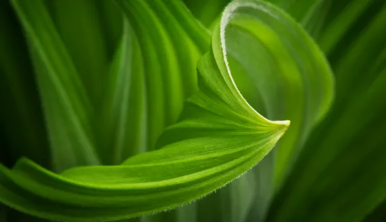  corn lilly leaf.