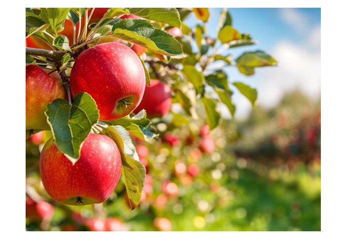 Apple-biologicals