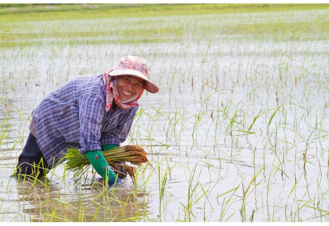 Syngenta and Kyoyu Agri partner on innovative rice herbicide