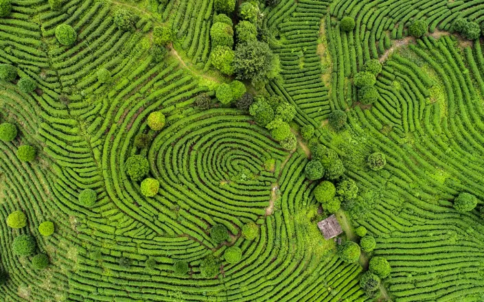 Aerial view of tea fields