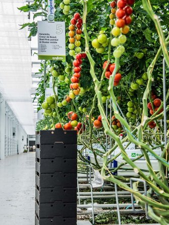 Tomatoes in greenhouse
